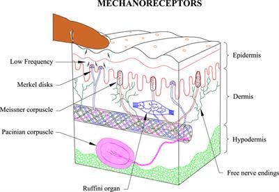 Electrotactile displays: taxonomy, cross-modality, psychophysics and challenges